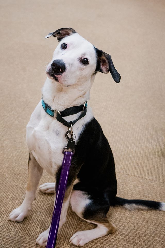 My asniffstant, Beau (photo by Nancy Slattery)
